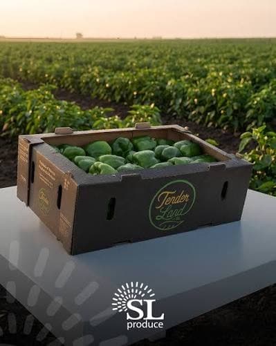 A Tender Land carton of green bell peppers in a pepper field at sunset.
